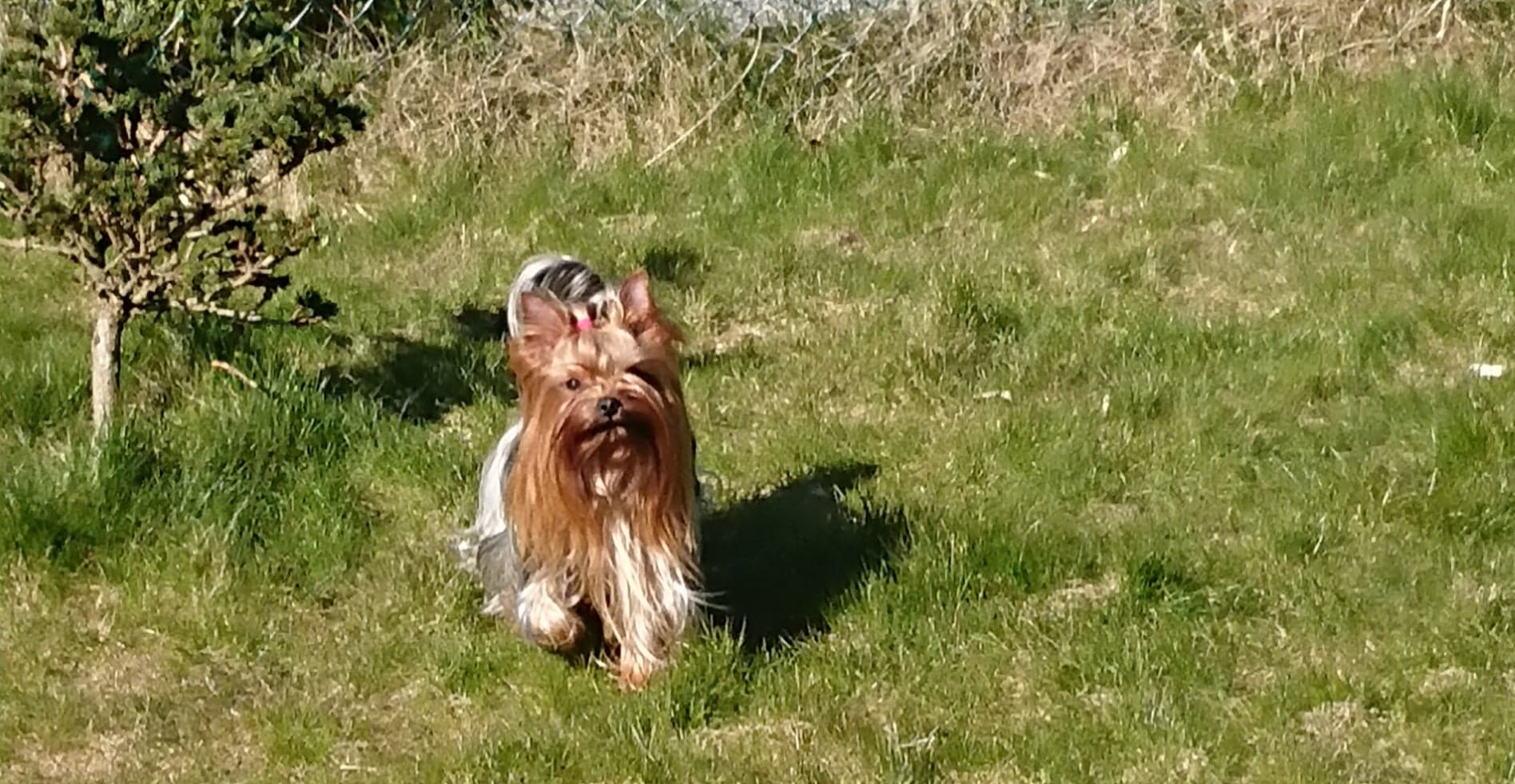 Yorkshire Terrier hverdagsøyeblikk