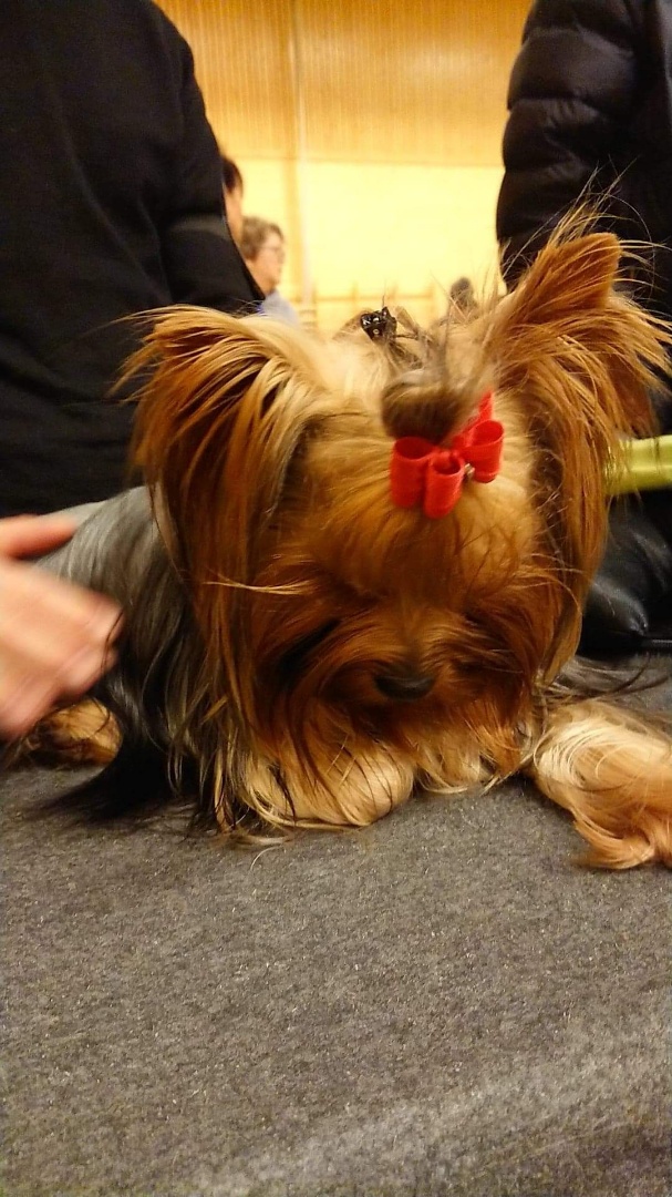 Yorkshire Terrier fra flokken
