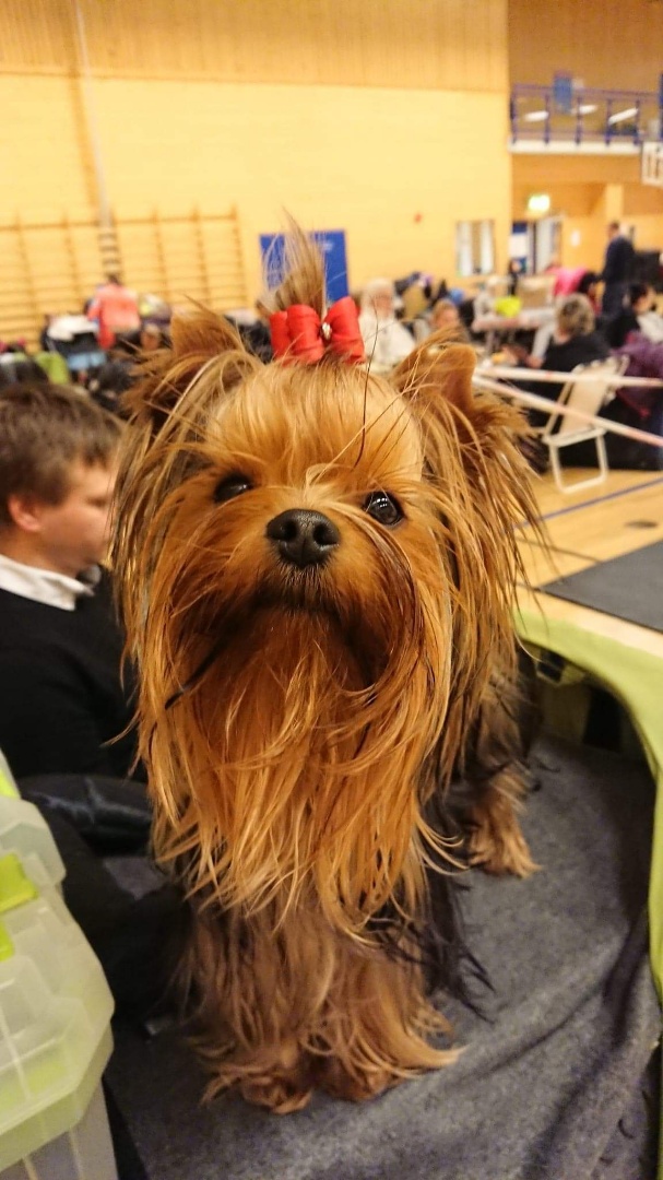 Yorkshire Terrier hos Yorkish Delight