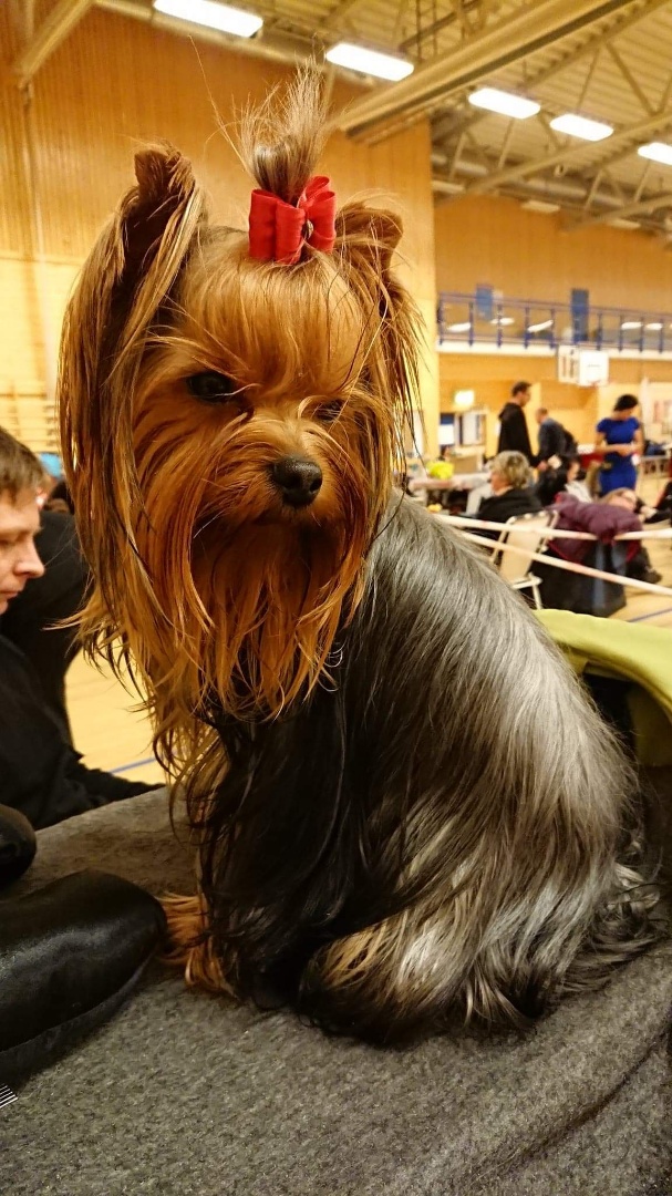 Yorkshire Terrier miljøbilde