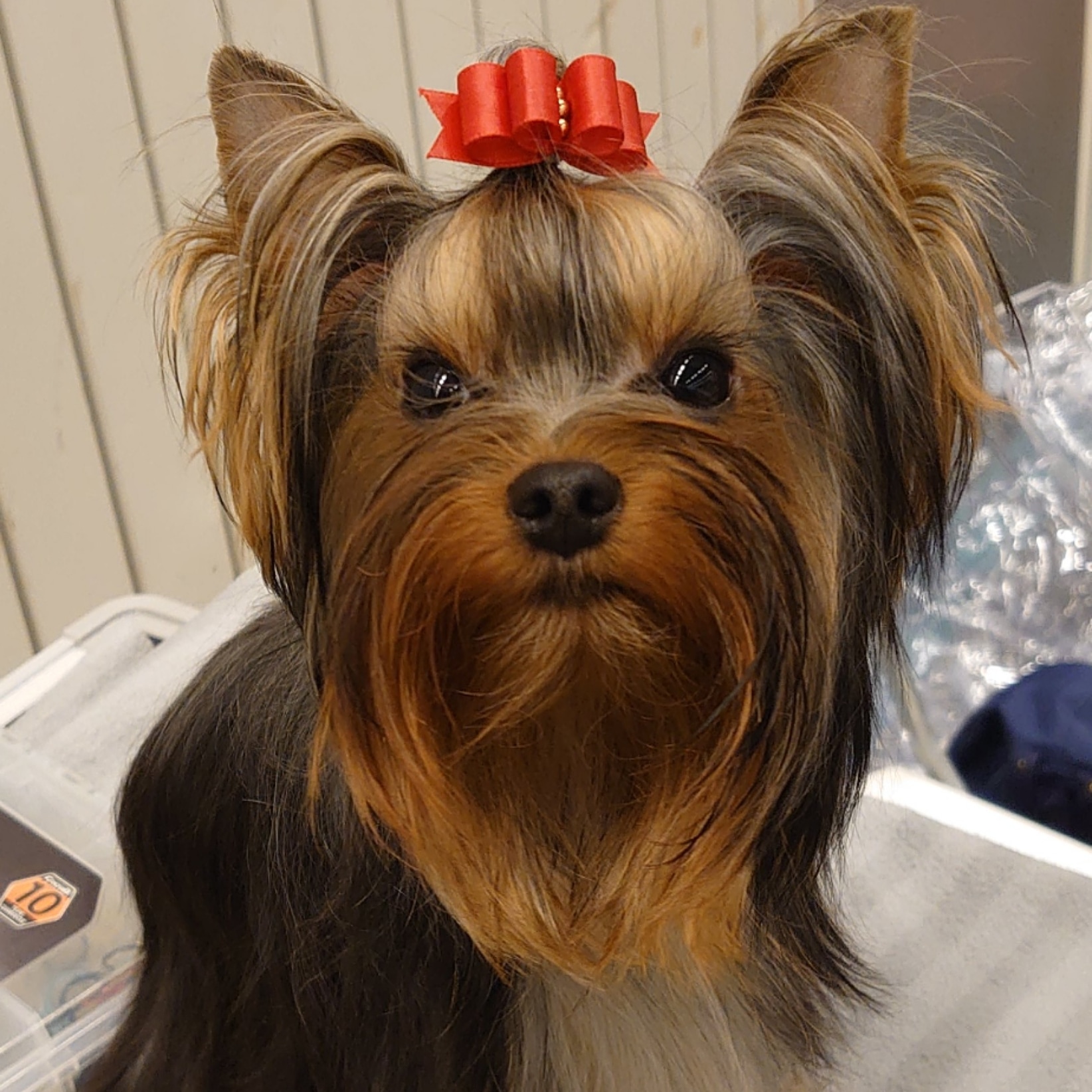 Leia