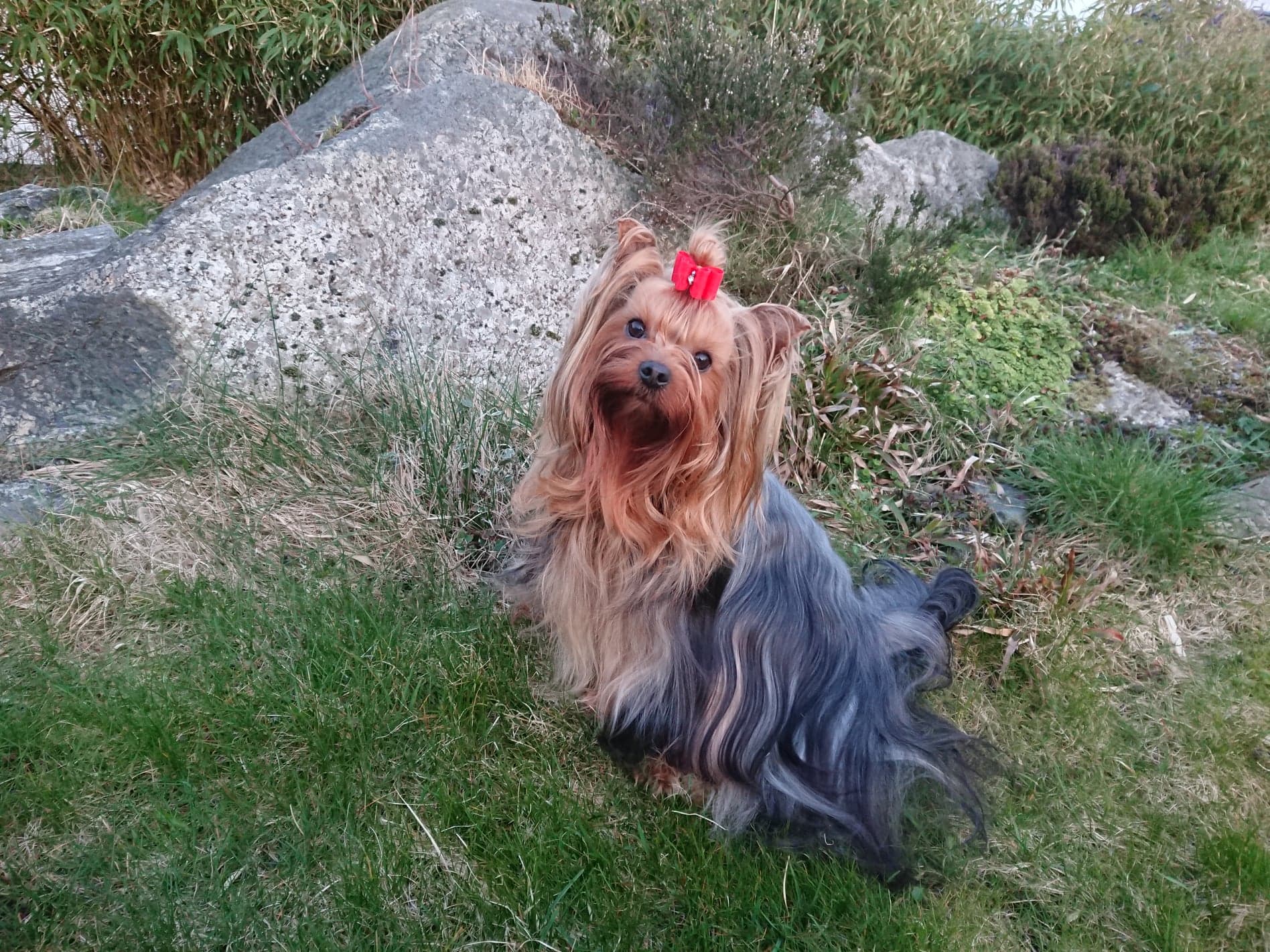 Mateo