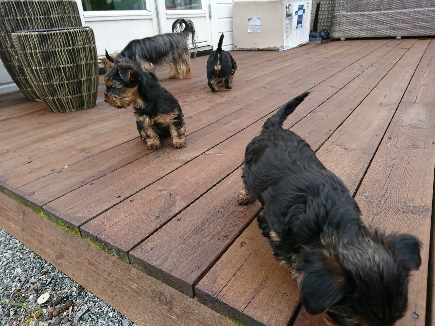 Yorkshire Terrier valp