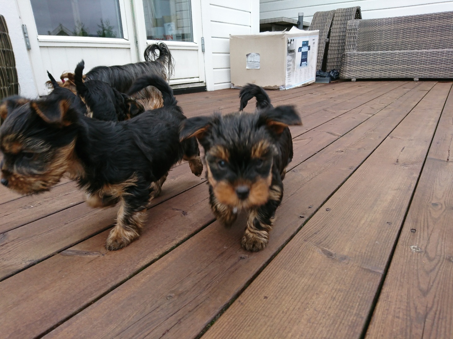 Yorkshire Terrier valp